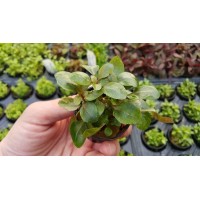 Lobelia cardinalis SAKSI Canlı Bitki