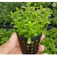 Bacopa monnieri SAKSI Canlı Bitki