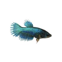 Crown Tail Dişi Betta 1 Adet