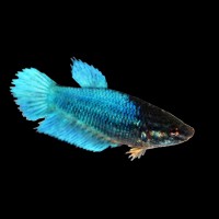 Veiltail Betta Dişi 1 Adet 2,5-3,5cm arası