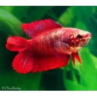 DoubleTail Betta Dişi 1 Adet