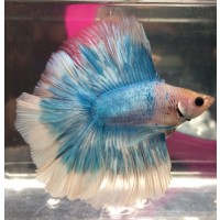 DoubleTail Betta Erkek 1 Adet