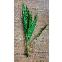 Java Fern Canlı Bitki 15-25cm arası