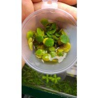 Limnobium laevigatum - Su Üstü Bitkisi 1 Adet Ücretsiz Kargo