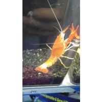 Chost Amerika  Kereviti 1 Adet (Procambarus Clarkii )
