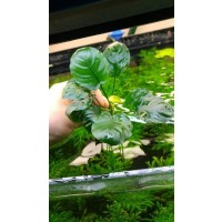 Anubias barteri Round Golden Coin 10-15cm arası