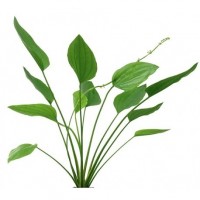 Echinodorus Argentinensis  - Orta Plan Bitkisi