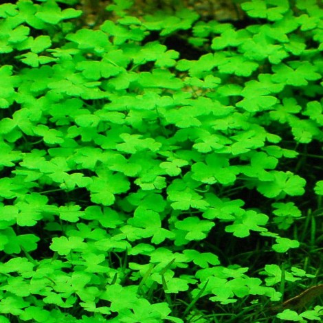 Hydrocotyle Tripartita /Sp.Japan Vitro Jar 200cc / JH08