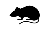 Kemirgen