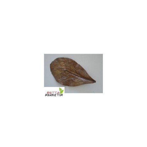 	Catappa Yaprağı 15-20 cm arasında 10 Adet