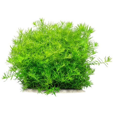 Rotala İndica Green Vitro Bitki 120cc /R07C 