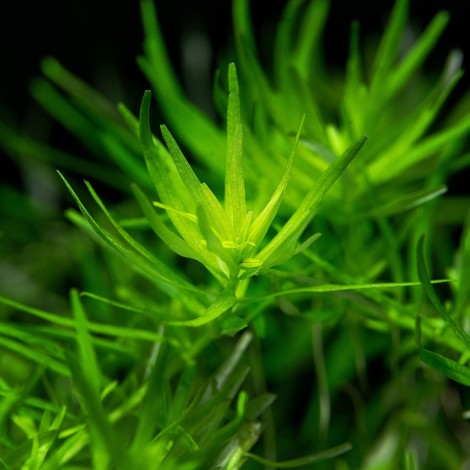 Rotala İndica Green Vitro Bitki 120cc /R07C 