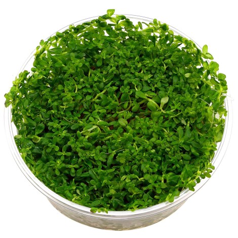 Rotala İndica Green Vitro Bitki 120cc /R07C 
