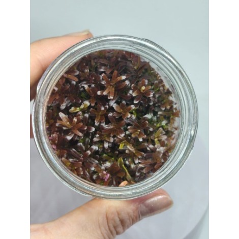 Rotala sp. vietnam Vitro Bitki 100cc / R25C