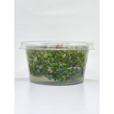 Rotala florida Vitro Bitki 100cc /R21C