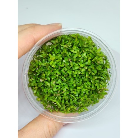 Rotala florida Vitro Bitki 100cc /R21C