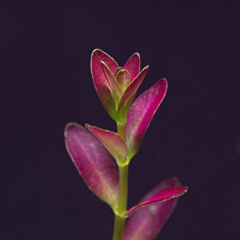 Rotala florida Vitro Bitki 100cc /R21C