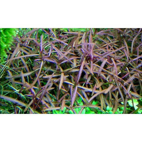 Canlı Bitkiler - Canlı Bitki - Hygrophila lancea araguaia brown
