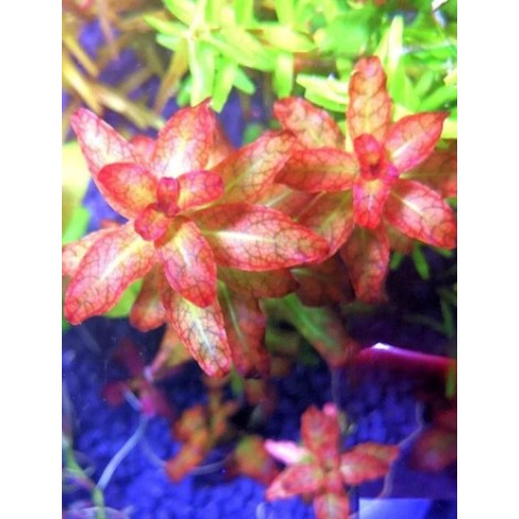 Ludwigia guinea vitro 100cc/L28