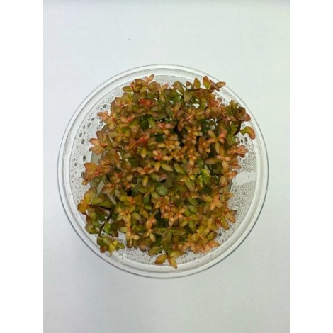 Ludwigia guinea vitro 100cc/L28
