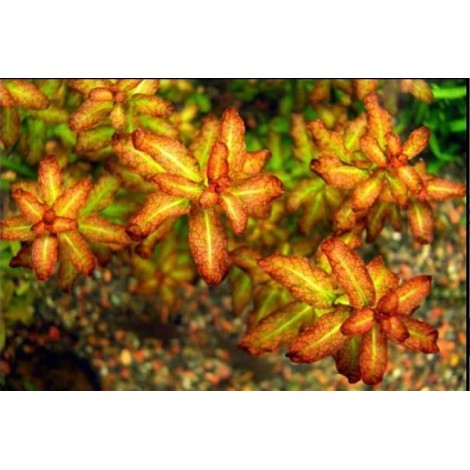 Ludwigia guinea vitro 100cc/L28