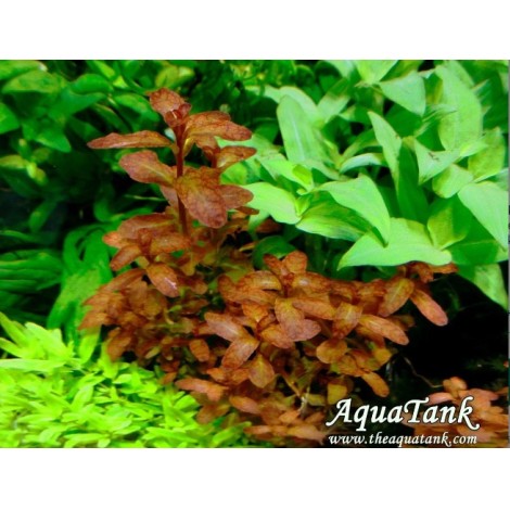 Ludwigia guinea vitro 100cc/L28