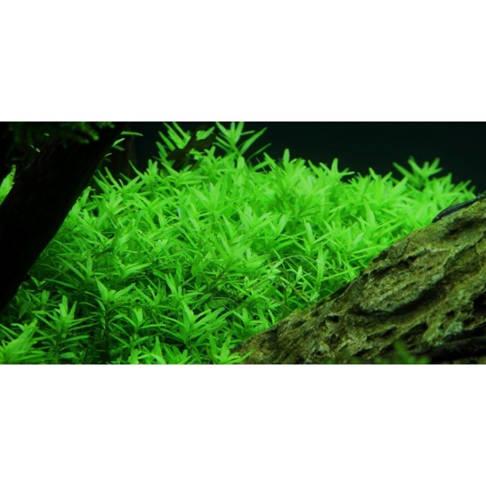 Rotala İndica Green 1 Bağ Canlı Bitki
