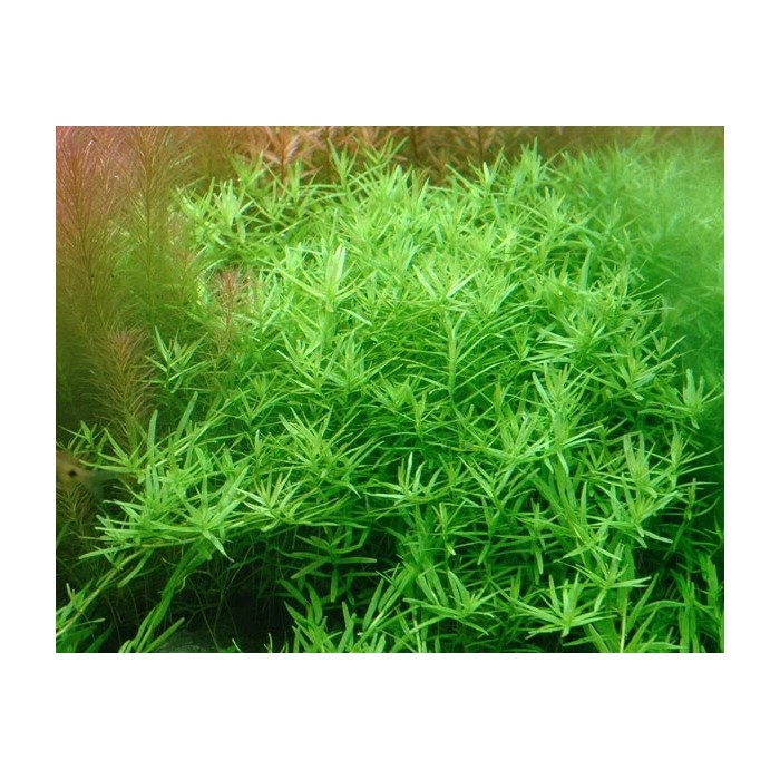 Rotala İndica Green 1 Bağ Canlı Bitki