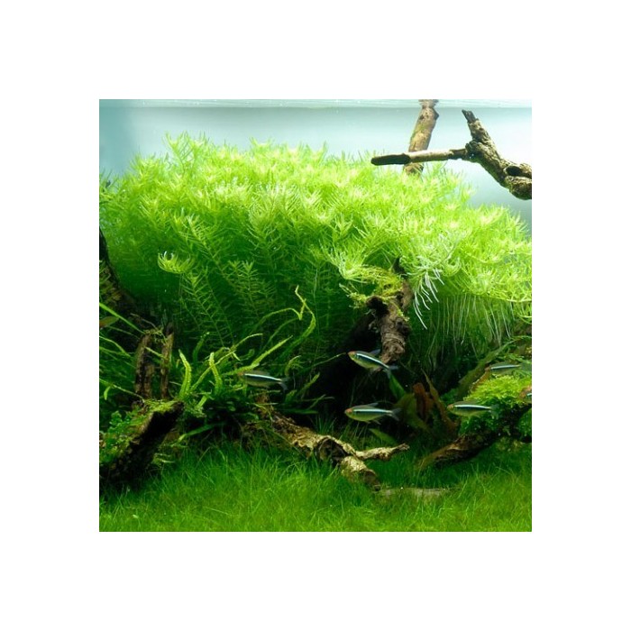 Rotala İndica Green 1 Bağ Canlı Bitki