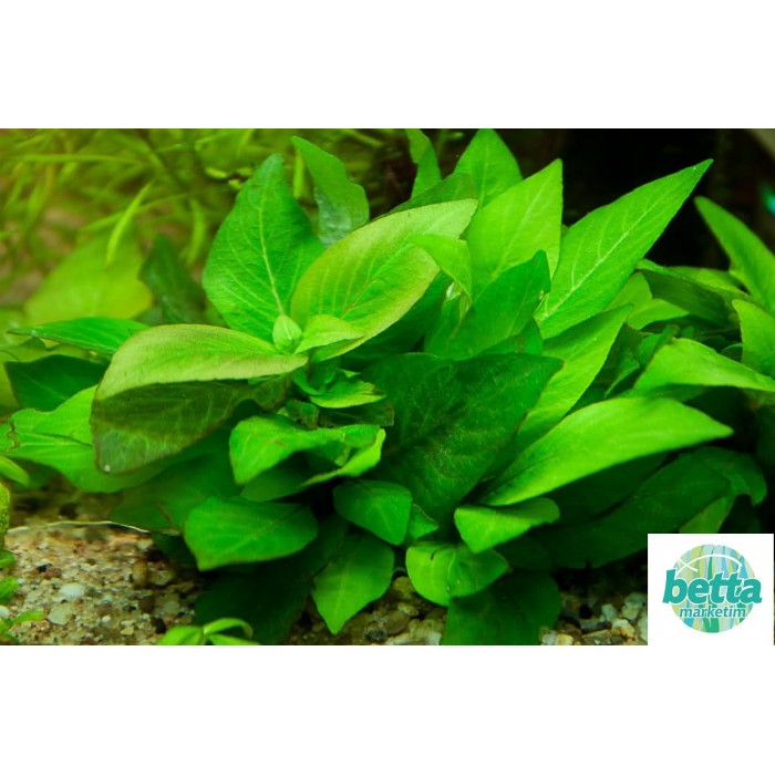 Nomaphila Siamensis 1 Bağ-Limon Bitkisi