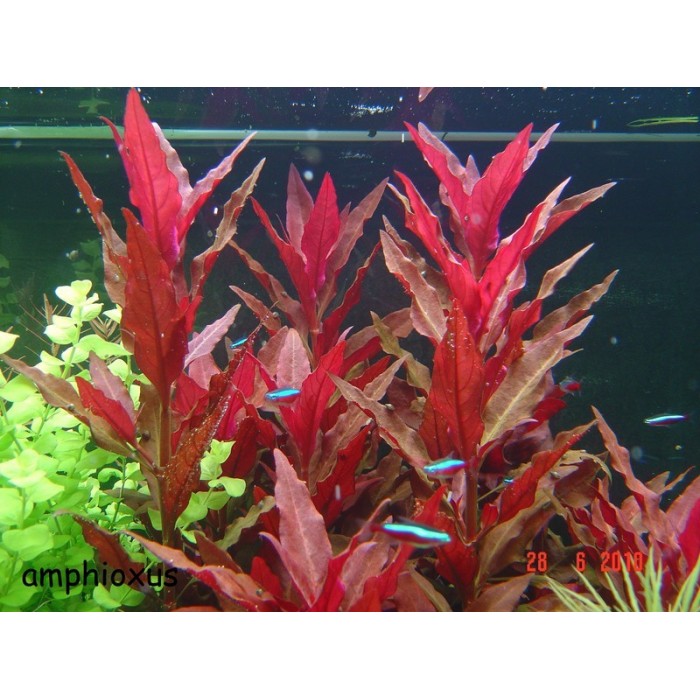 Orta Plan Bitkileri Dennerle Dennerle Alternanthera Reineckii Bronze 1 Bag