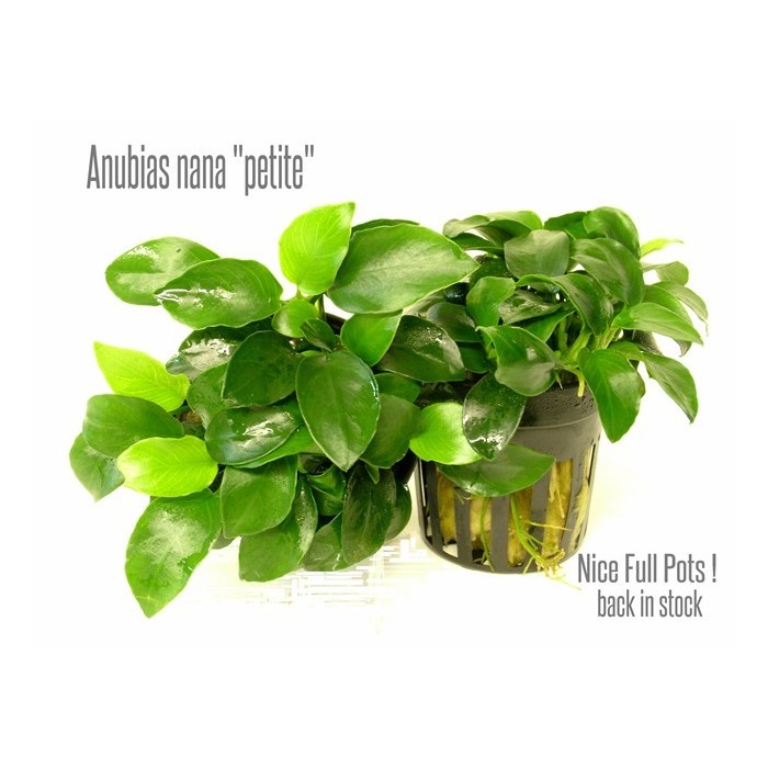 Anubias Nana Petite 1 Kök 