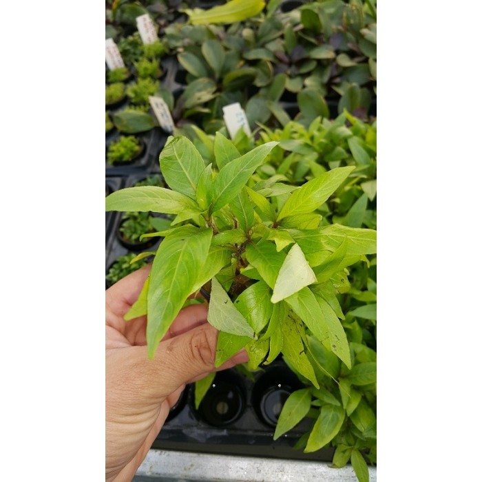 Hygrophila salicifolia Saksı Canlı Bitki