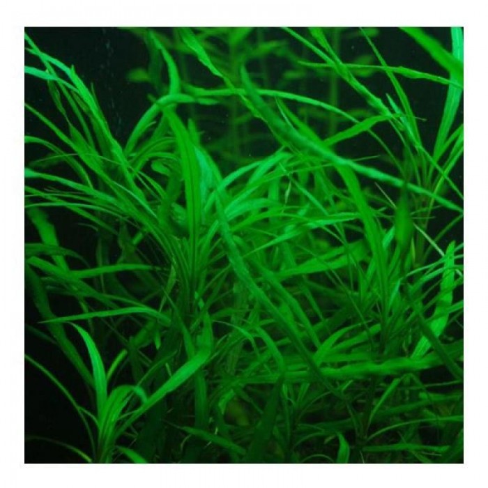 Hygrophila salicifolia Saksı Canlı Bitki