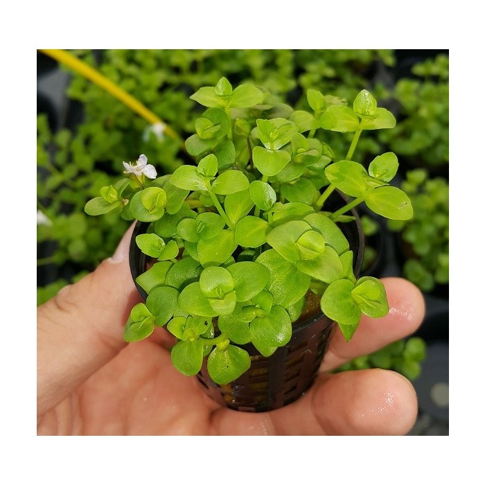 Bacopa australis SAKSI Canlı Bitki