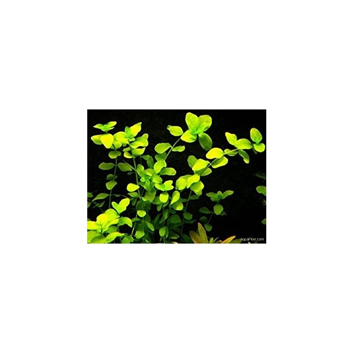 Bacopa australis SAKSI Canlı Bitki