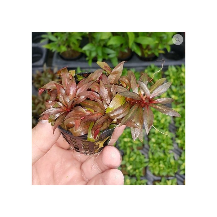 Ludwigia Peruensis SAKSI Canlı Bitki