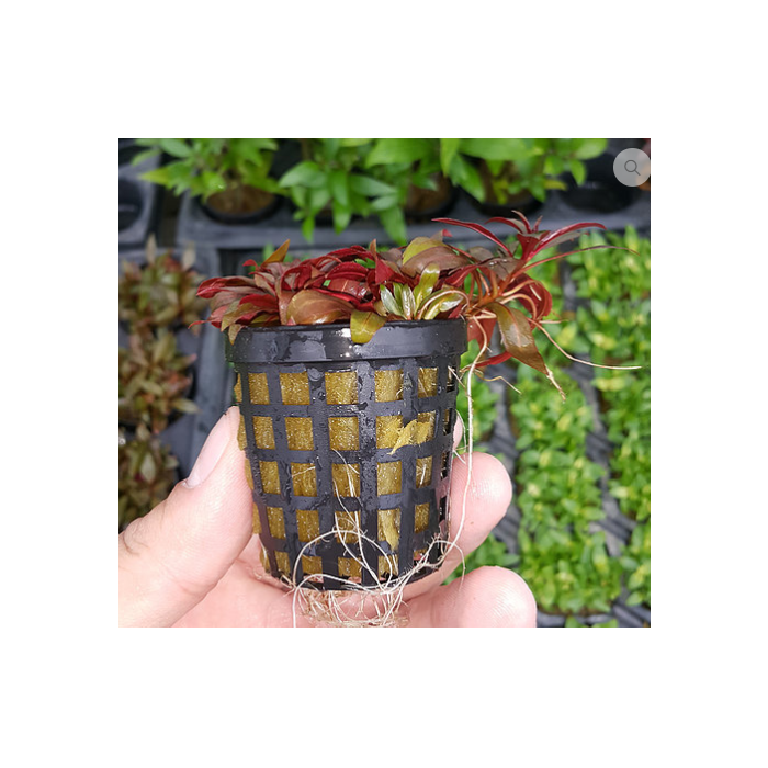 Ludwigia Peruensis SAKSI Canlı Bitki