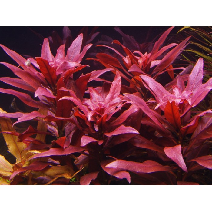 Ludwigia Peruensis SAKSI Canlı Bitki