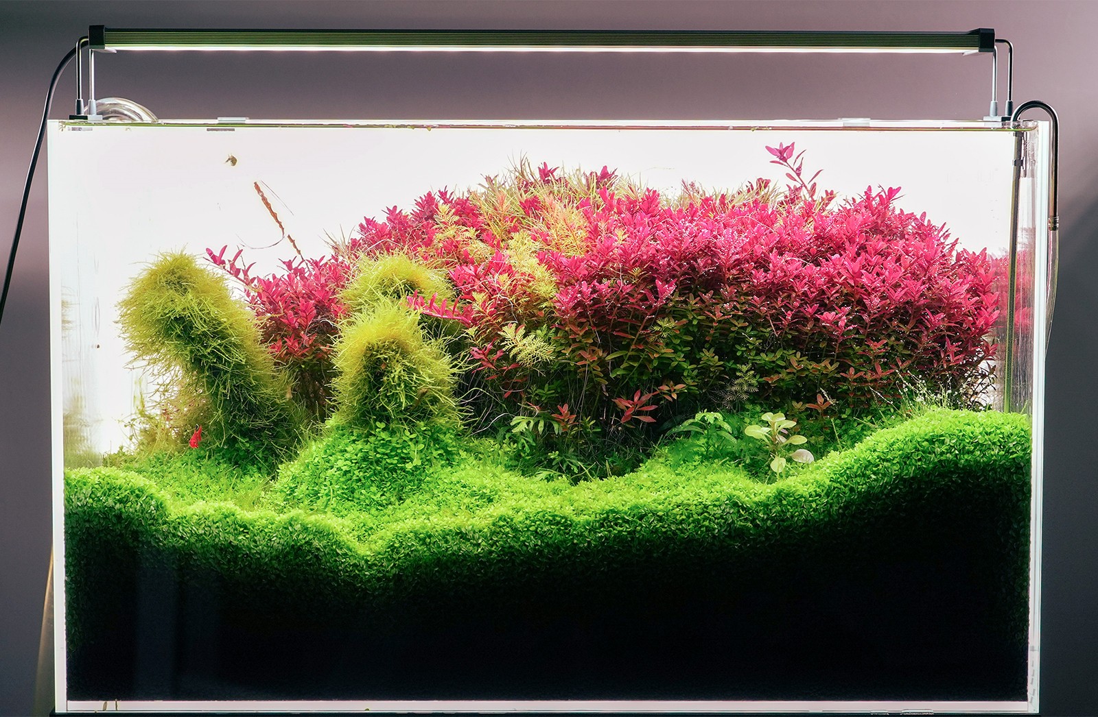 Led Aydınlatma Sistemleri - Chihiros - CHİHİROS LED Aydınlatma