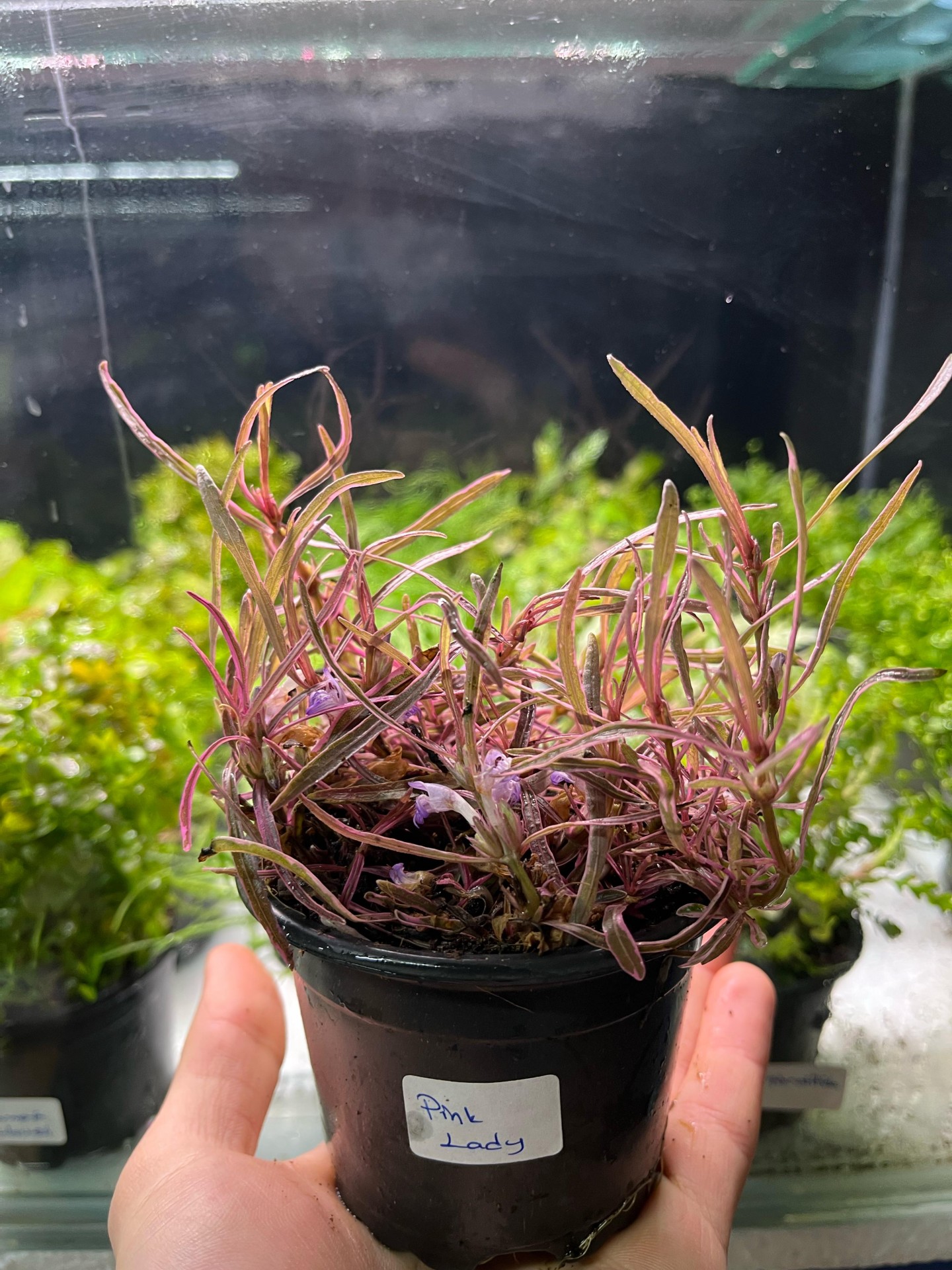 Orta Plan Bitkileri - Canlı Bitki - Hygrophila lancea 'Chai PİNK