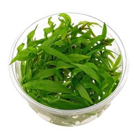 Helanthium Quadricostatus Cup In Vitro Canlı Bitki