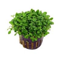 Glossostigma elatinoides Saksı Zemin Bitkisi 