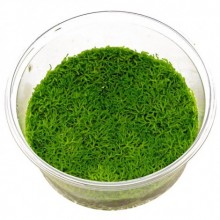 Riccia fluitans  In  Vitro Canlı Bitki 