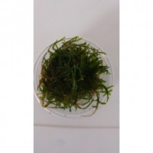 Spiky Moss 50cc Kapta 