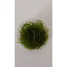 Anchor Moss Kutu Canlı Bitki 50cc Kapta 