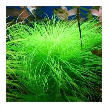 Eriocaulon Setaceum In Vitro Canlı Bitki