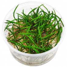 Littorella Uniflora In Vitro Zemin Bitkisi 100cc /L09