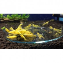 Sarı Ateş Neon Karides (5 Adet)