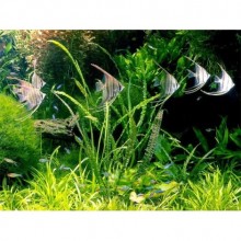 Crypto Crispatula  in Vitro Orta ve Arka Plan Bitkisi